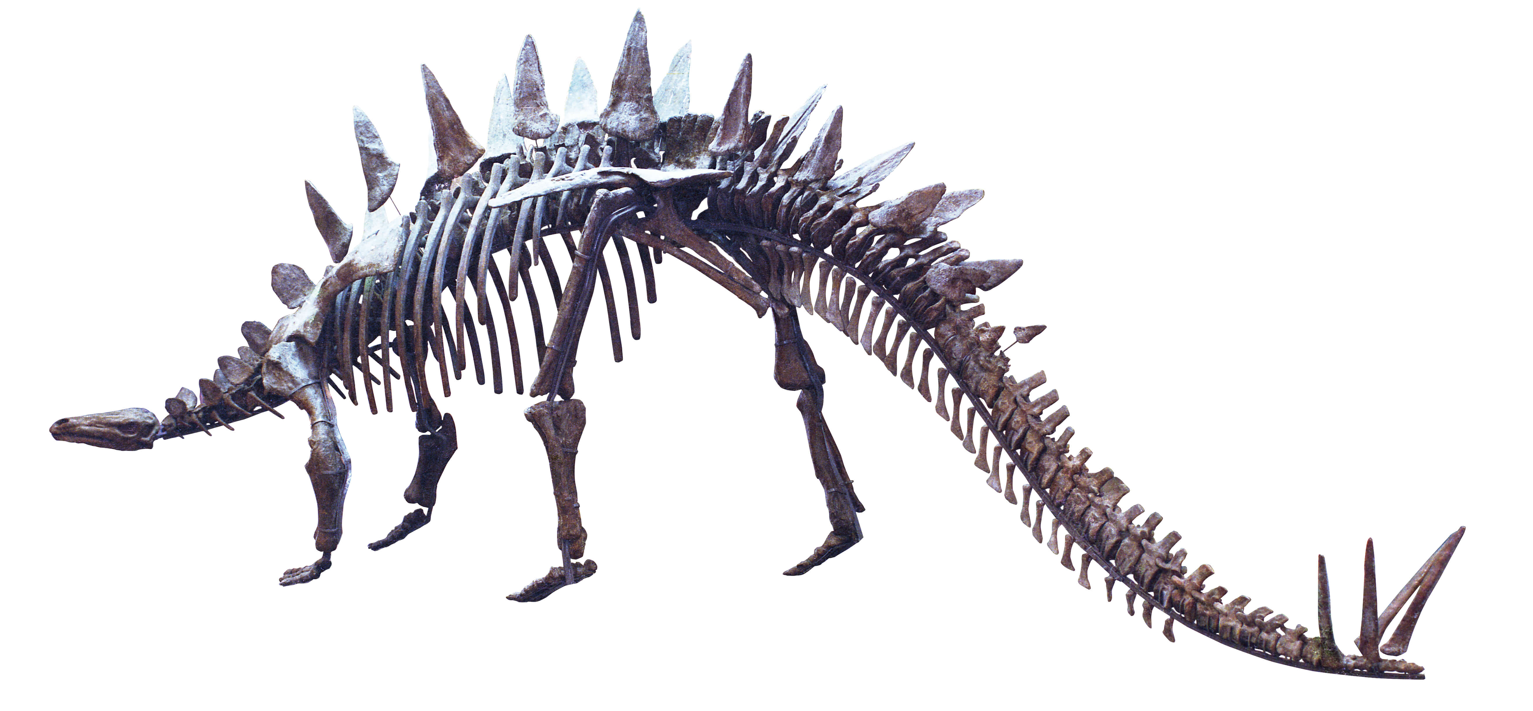 霸王龙的骨骼结构图,霸王龙骨骼图片,霸王龙的骨骼怎么画_大山谷图库